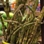 Fresh Sugar Cane Sticks