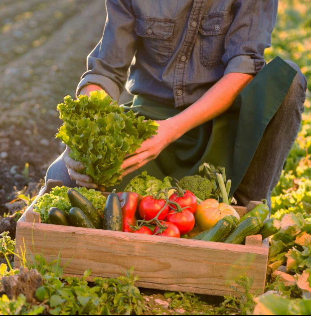 Departments Joe Randazzo's Fruit & Vegetable Market