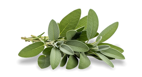 Fresh sage leaves